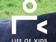 life-of-video